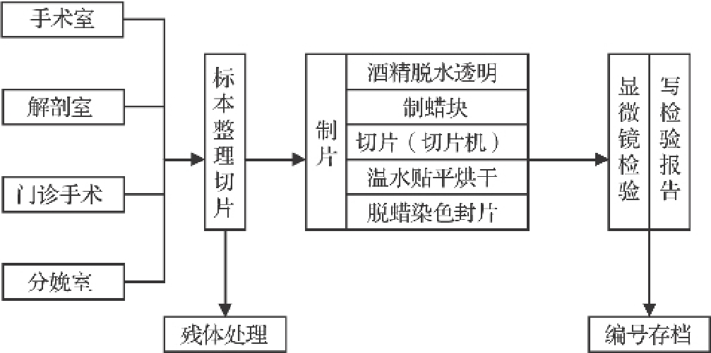 图2  病理科功能关系